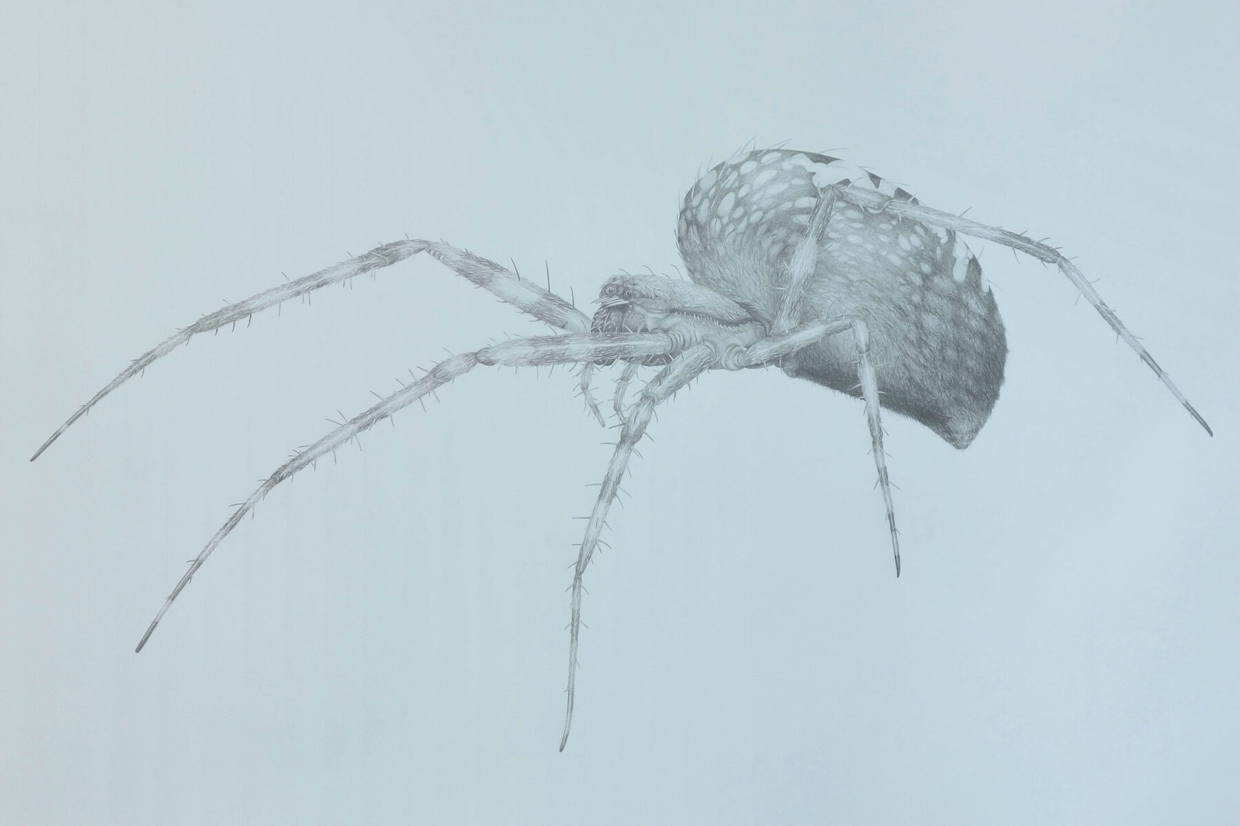 Eine detaillierte Bleistiftzeichnung zeigt eine realistisch dargestellte, behaarte Spinne mit acht langen Beinen.