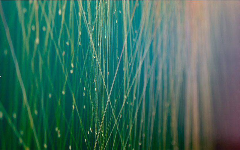 Nahaufnahme von grünen Grashalmen mit Tautropfen, die im Gegenlicht schimmern und einen Bokeh-Effekt erzeugen.