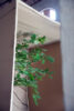 Ein Baum steht in einem Pappkarton